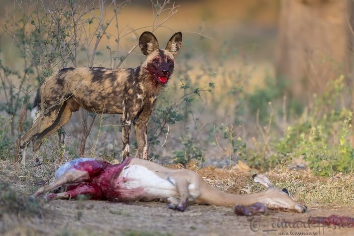 Painted Dog at kill Painted Dog at kill hunt Mana Pools National Park