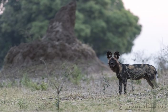 Painted Dog at termite mound Painted Dog at termite mound hunt Mana Pools National Park