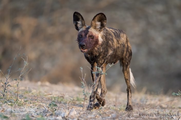 Painted Dog bloody Painted Dog hunt Mana Pools National Park