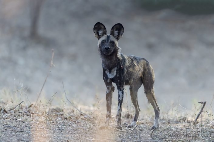 Painted Dog look Painted Dog look hunt Mana Pools National Park