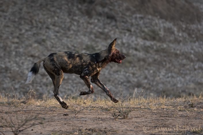 Painted Dog running Painted Dog running hunt Mana Pools National Park