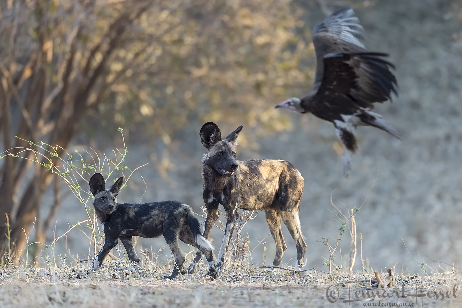 Painted Dog and Hooded Vulture hunt Mana Pools National Park