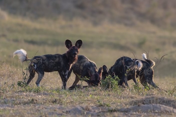 Painted Dogs at kill looking Painted Dogs at kill hunt Mana Pools National Park