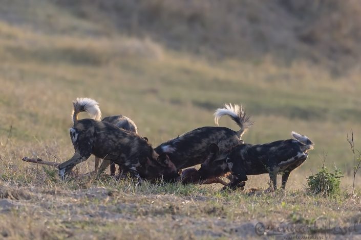 Painted Dogs at kill ripping Painted Dogs at kill hunt Mana Pools National Park