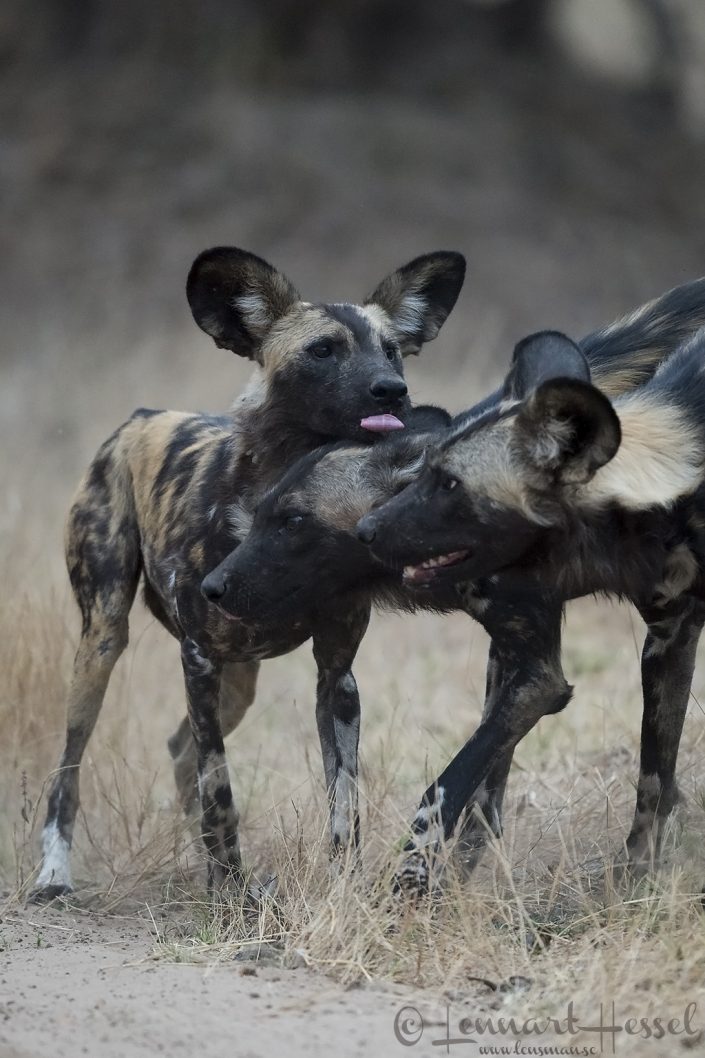 Painted Dogs greet Painted Dog greetings hunt Mana Pools National Park