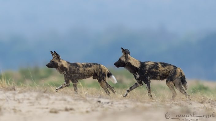 Painted Dogs on the floodplain close Painted Dogs n the floodplain hunt Mana Pools National Park