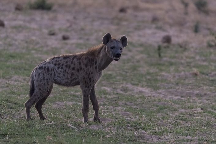Spotted Hyena Spotted Hyena hunt Mana Pools National Park