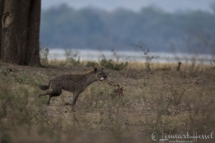 Spotted Hyena running Spotted Hyena running hunt Mana Pools National Park