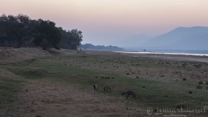 Spotted Hyenas on the floodplain Spotted Hyenas on the floodplain hunt Mana Pools National Park