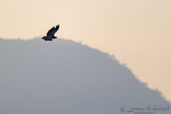 White-backed Vulture White-backed Vulture hunt Mana Pools National Park