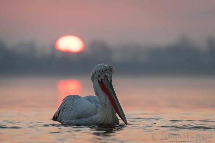 Dalmatian Pelican at sunrise Lake Kerkini
