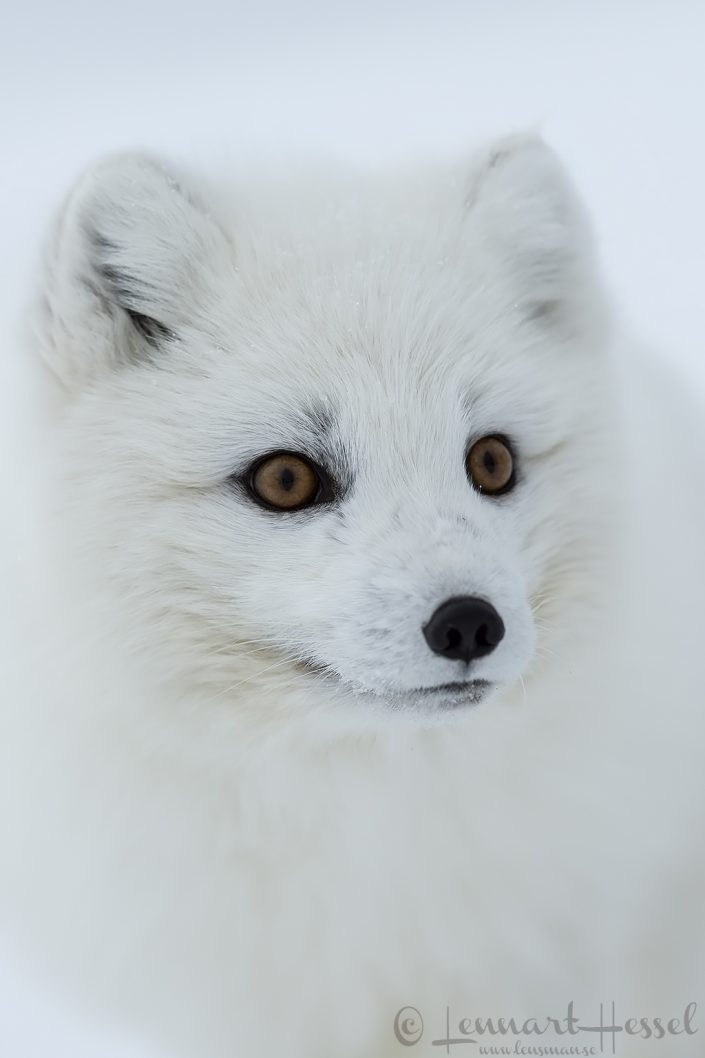 Arctic fox closeup