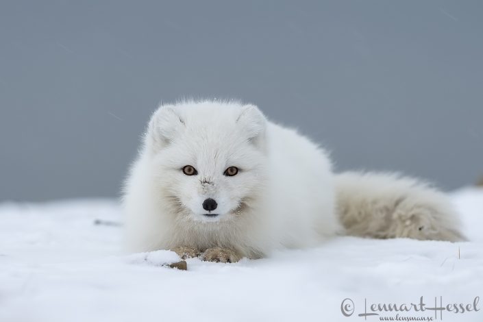 Arctic fox idle