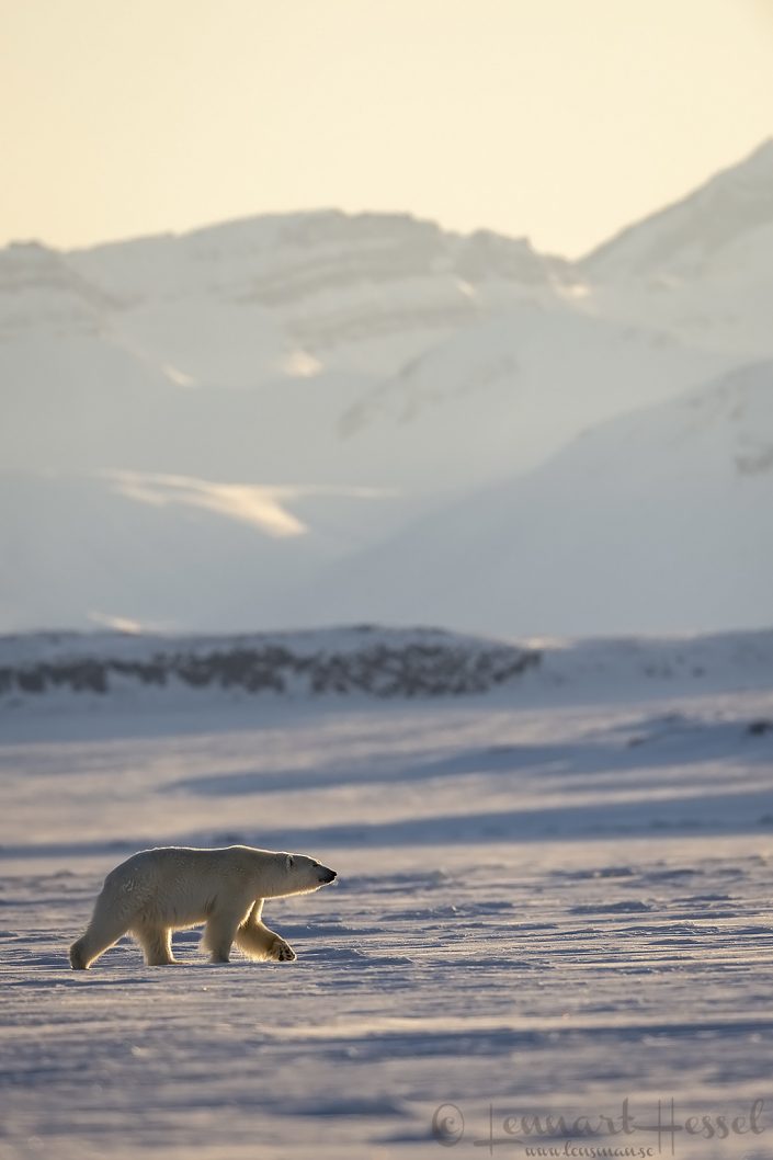 Polar bear walking in Arctic habitat