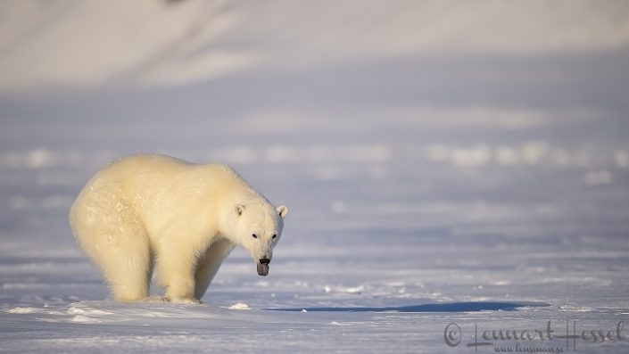 Polar Bear tongue Polar Bear tongue hunting Ringed Seal