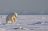 Polar bear attack hunting Ringed Seal