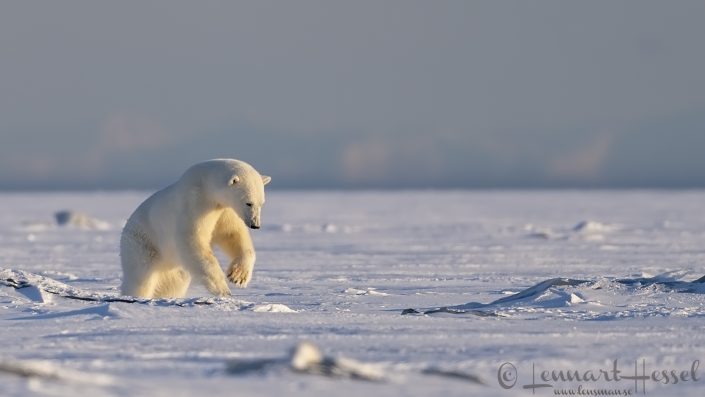 Polar bear attack Polar bear attack hunting Ringed Seal