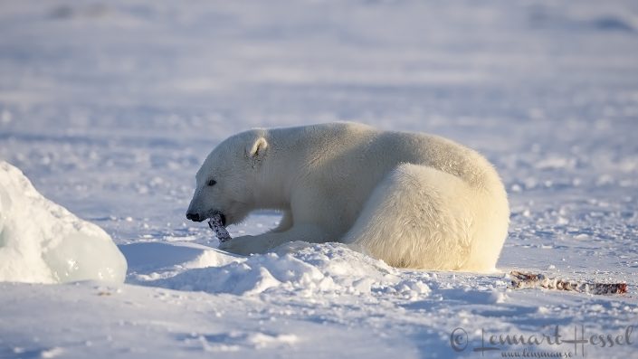 Polar bear chewing Polar bear chewing at Ringed seal spine