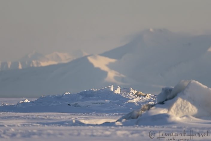 Polar bear going in Polar bear going in Ringed seal birth lair
