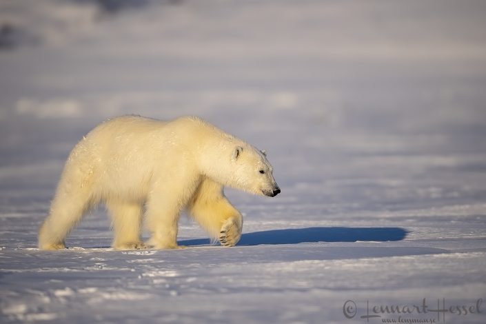 Polar bear paw Polar bear paw hunting Ringed Seal