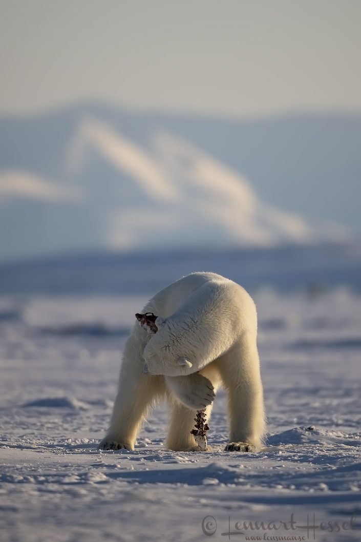 Polar bear picking up spine Polar bear picking up Ringed Seal spine