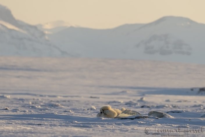 Polar bear playing Polar bear playing hunting Ringed Seal