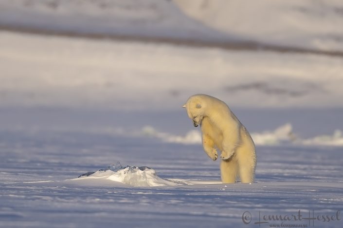 Polar bear pouncing Polar bear pouncing at Ringed seal birth lair