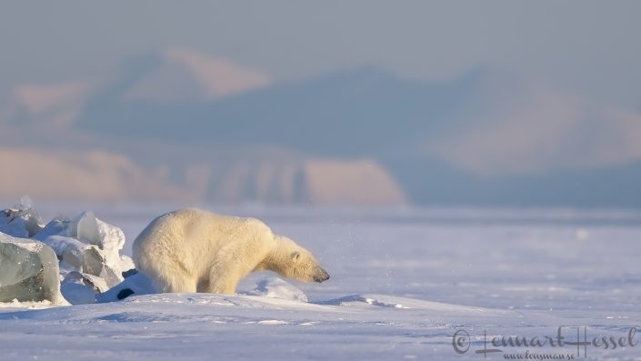 Polar bear shaking water Polar bear shaking water hunting Ringed seal