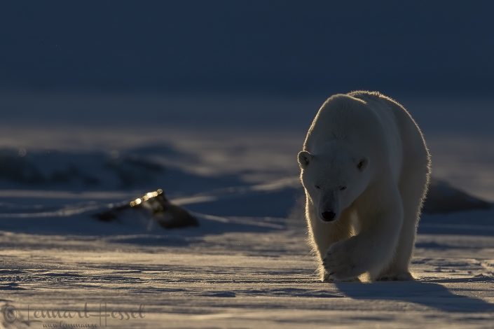 Polar bear straight on Polar bear straight on hunting Ringed seal