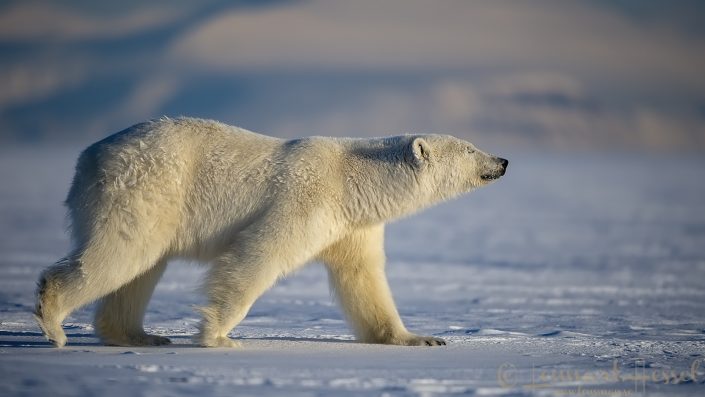 Polar bear walking Polar bear walking hunting Ringed Seal
