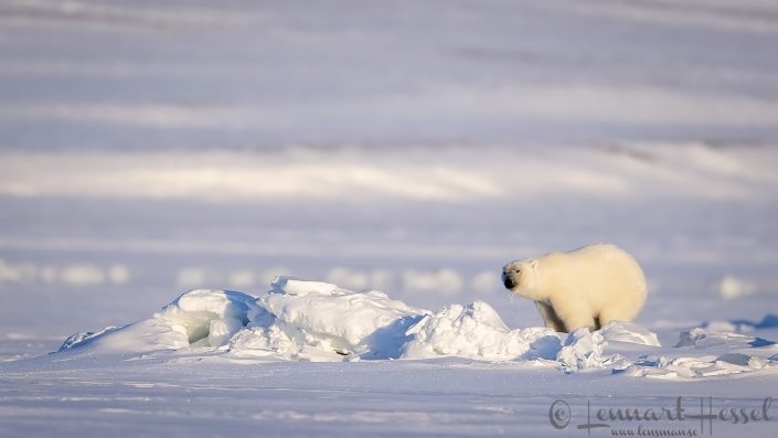 Polar bear wet face Polar bear wet face hunting Ringed seal