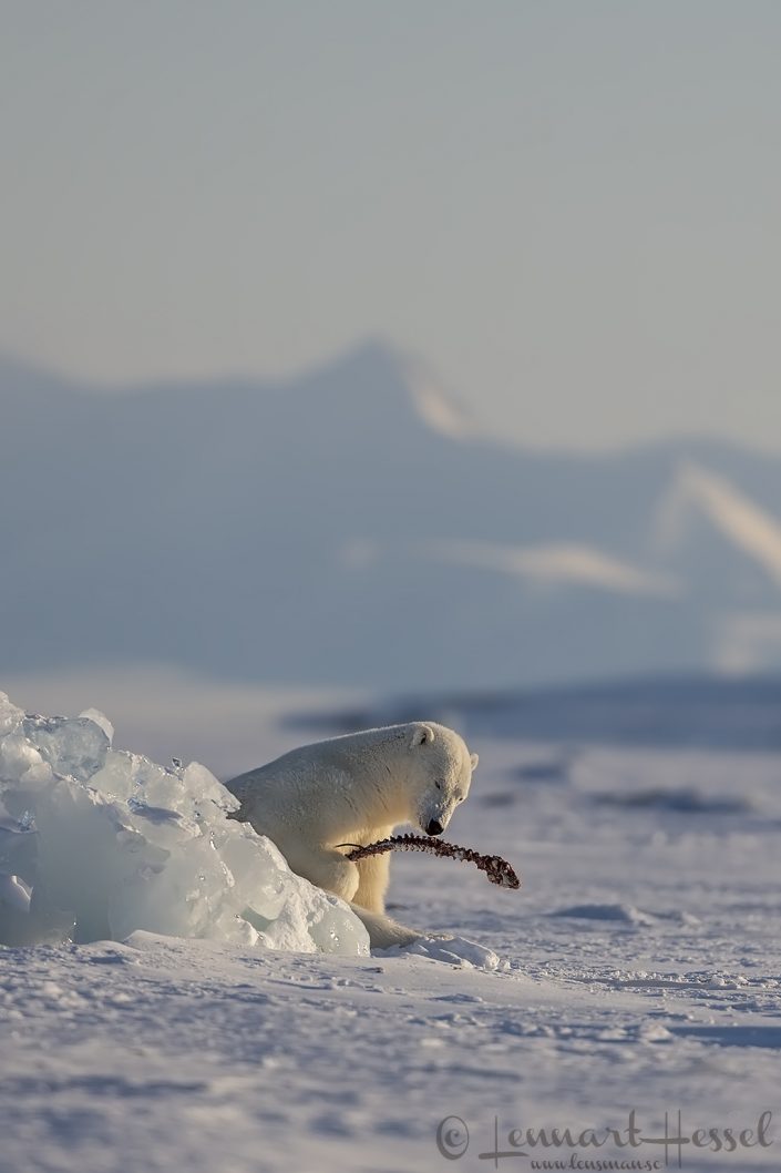Polar bear with seal spine Polar bear with Ringed seal spine