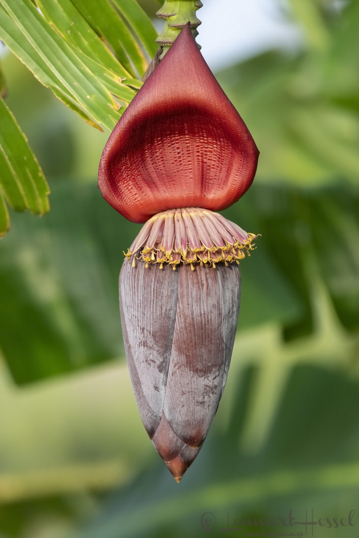 Banana plant Banana plant N'Djamena Chad