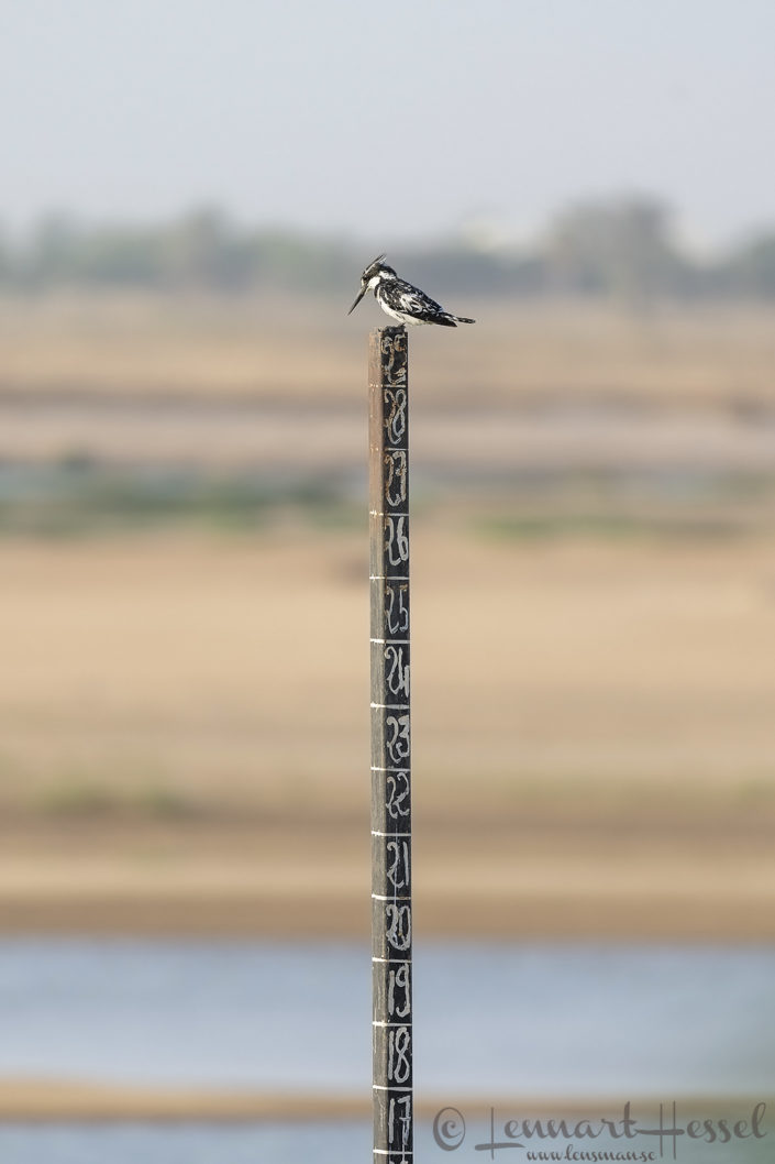 Pied Kingfisher Pied Kingfisher N'Djamena Chad