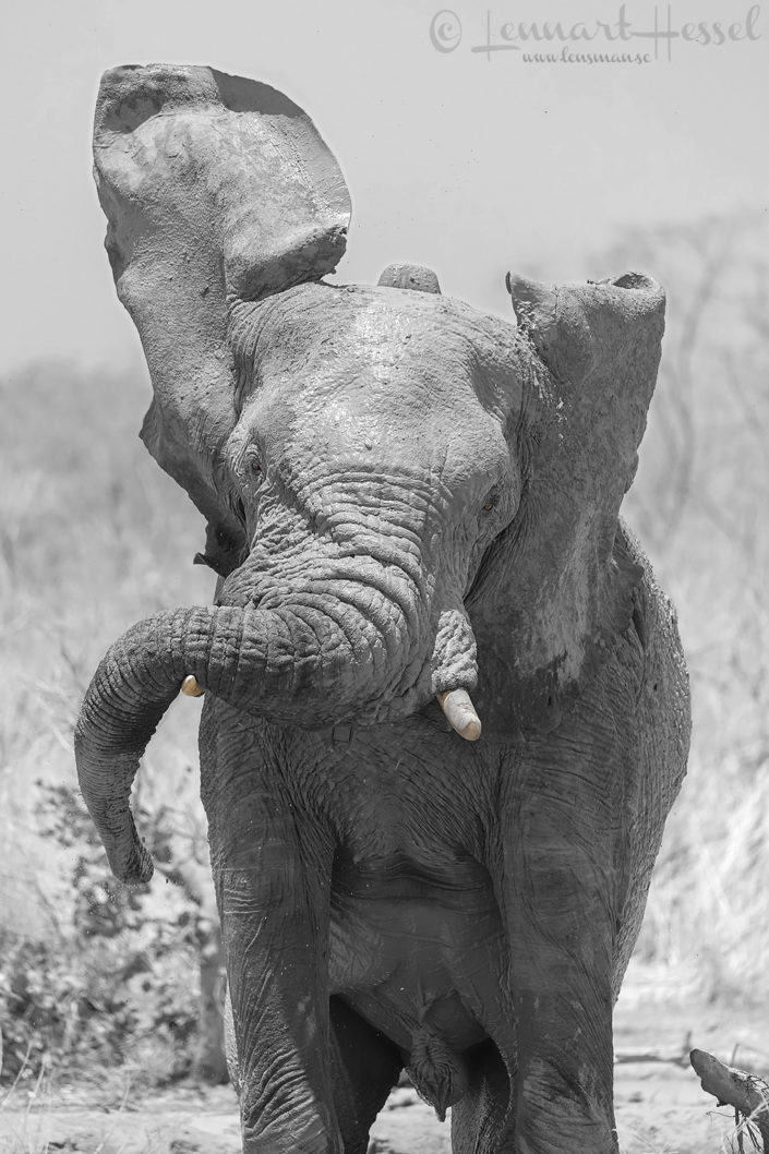 African Elephant shakeing head African Elephant shaking head elephants of zakouma national park