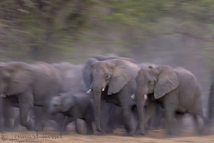 African Elephant herd moving African Elephant herd moving elephants of zakouma national park