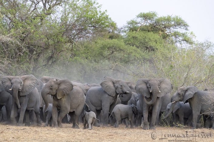 African Elephant herd together African Elephant herd tpgether elephants of zakouma national park