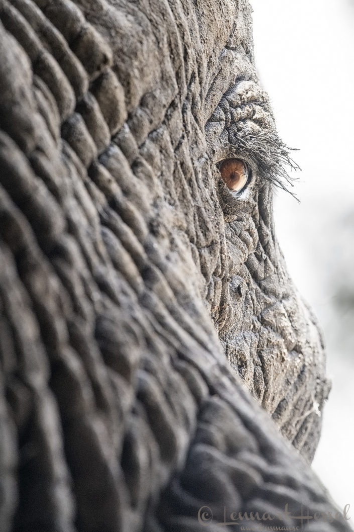 African Elephant bull eye African Elephant bull eye elephants of zakouma national park