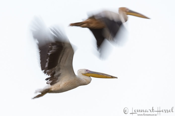 Great White Pelican duo Great White Pelican duo Salamat River Zakouma National Park
