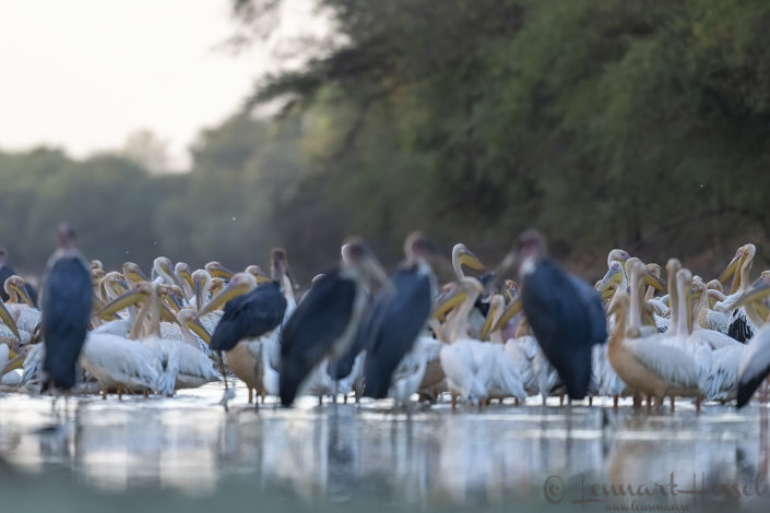Pelican peek-a-boo Pelican peek-a-boo in the Salamat River Zakouma National Park