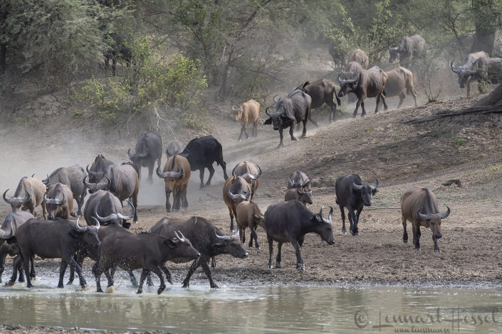 Central African Savannah Buffalo herd Central African Savannah Buffalo herd Salamat River Zakouma National Park