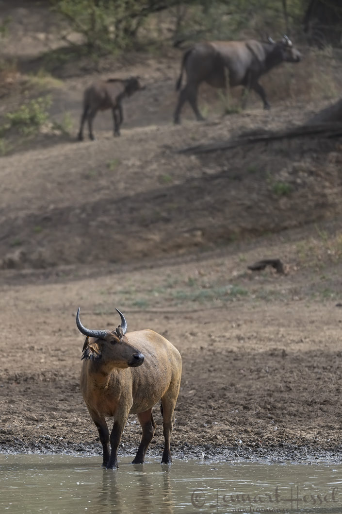 Central African Savannah Buffalo look Central African Savannah Buffalo Salamat River Zakouma National Park