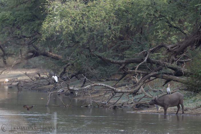 Salamat River scenery Salamat River scenery Zakouma National Park