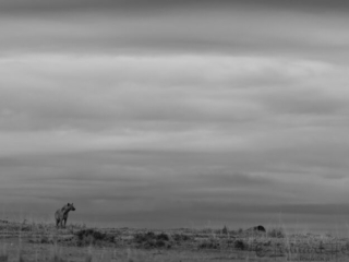 Spotted hyena watching Spotted hyena watching Maasai Mara National Reserve