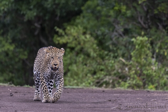 Leopard male walking Leopard male walking cats of Maasai Mara