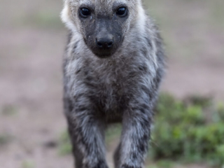 Spotted Hyena cub Spotted Hyena cub Maasai Mara National Reserve