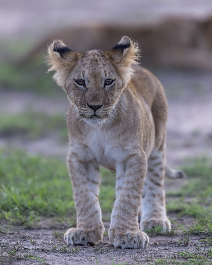 Lion cub Lion cub cats of Maasai Mara
