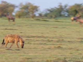 Spotted Hyena pano Spotted Hyena pano Maasai Mara National Reserve