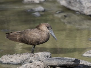 Hamerkop in Maasai Mara National Reserve