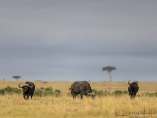 Cape Buffaloes in Maasai Mara National Reserve